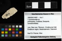 Foto (Objekt + Etiketten) von ? Goniodromites sp. 